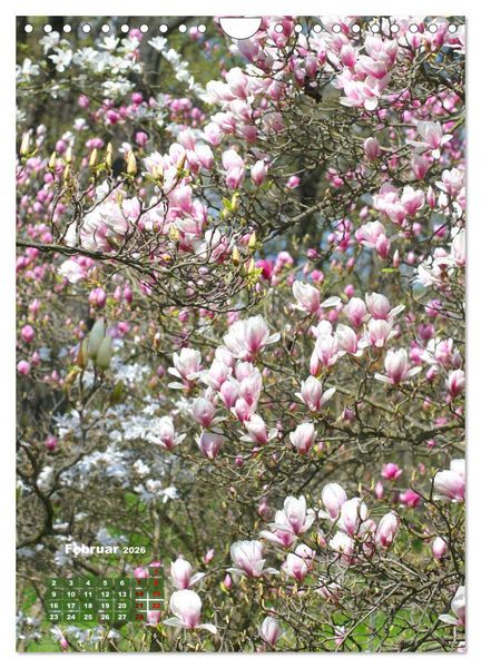 Produktbild: Magnolien Ein Fr&uuml;hlingstraum (Wandkalender 2026 DIN A4 hoch), CALVENDO Monatskalender