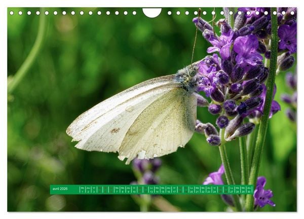 Produktbild: La vie de nos prairie, les papillons (Calendrier mural 2026 DIN A4 vertical), CALVENDO calendrier mensuel