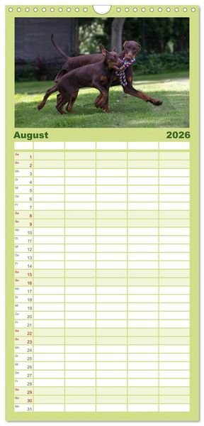 Produktbild: Familienplaner 2026 - Dobermann mit 5 Spalten (Wandkalender, 21 x 45 cm) CALVENDO