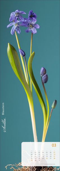 Produktbild: Magic Flowers Vertical Kalender 2027