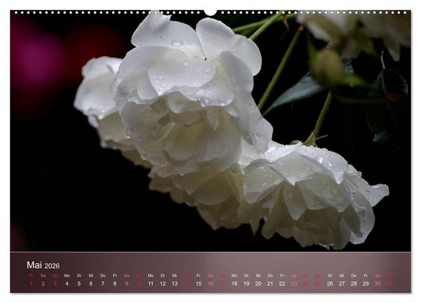 Produktbild: Zarte Sch&ouml;nheiten - Rosen (hochwertiger Premium Wandkalender 2026 DIN A2 quer), Kunstdruck in Hochglanz