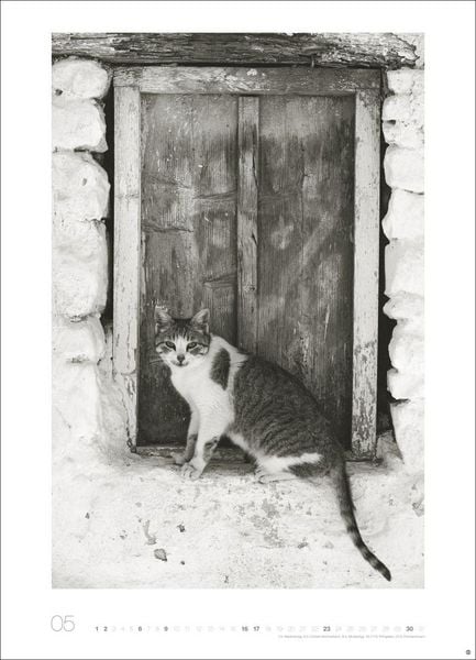 Produktbild: Cats Edition Kalender 2027