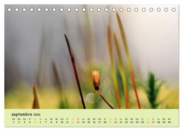 Produktbild: Le monde majestueux des mousses (Calendrier de bureau 2026 DIN A5 vertical), CALVENDO calendrier mensuel