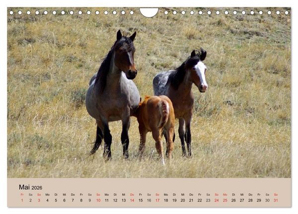Produktbild: Wildpferde. Frei wie der Wind (Wandkalender 2026 DIN A4 quer), CALVENDO Monatskalender