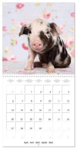Produktbild: Sweet little piglets (Wall Calendar 2026 12 &times; 12 Inch) CALVENDO 12 Month Wall Calendar