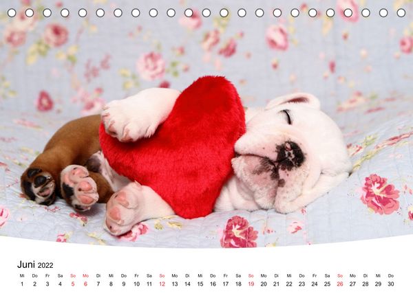 Produktbild: S&uuml;&szlig;e Tr&auml;ume 2022 - schlafende Hundewelpen (Tischkalender 2022 DIN A5 quer)