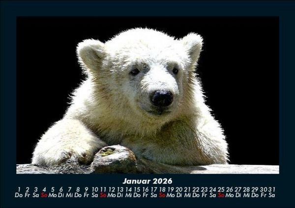 Produktbild: Eisb&auml;ren 2026 Fotokalender DIN A5