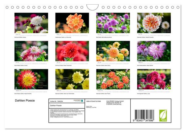 Produktbild: Dahlien Poesie (Wandkalender 2026 DIN A4 quer), CALVENDO Monatskalender