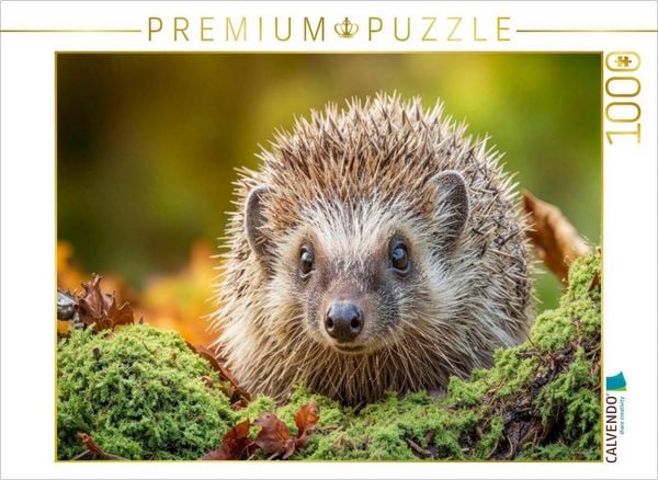 CALVENDO Puzzle Ein Igel krabbelt durch buntes Laub und Moos - der Herbst ist da | 1000 Teile Lege-Größe 64x48cm Foto-Puzzle für glückliche Stunden