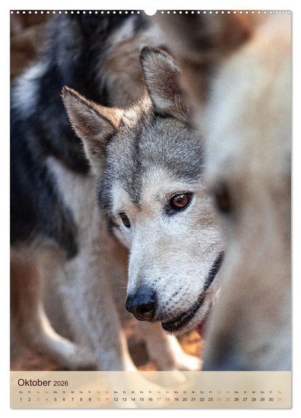 Produktbild: Im Husky-Rudel (hochwertiger Premium Wandkalender 2026 DIN A2 hoch), Kunstdruck in Hochglanz