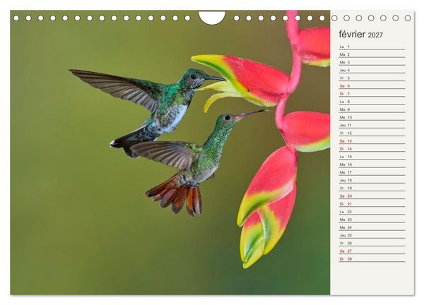 Produktbild: Colibris &ndash; &eacute;clats de nature (Calendrier mural 2027 DIN A4 vertical), CALVENDO calendrier mensuel