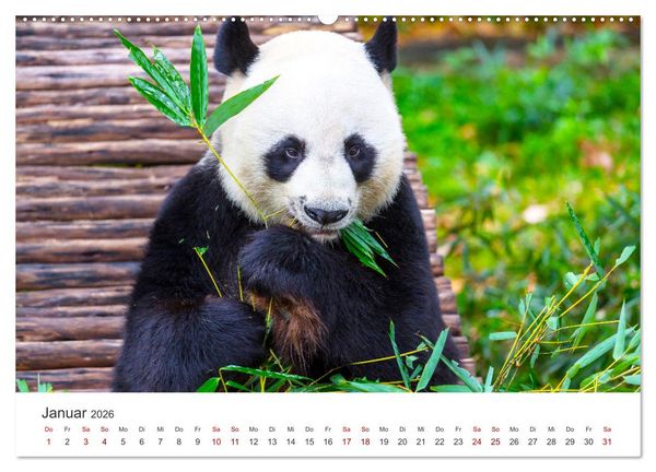 Produktbild: B&auml;ren - Pandas, Grizzlyb&auml;ren und Co. (Wandkalender 2026 DIN A2 quer), CALVENDO Monatskalender
