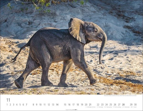 Produktbild: Elefantenbabys Kalender 2027