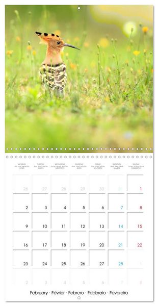 Produktbild: Au gr&eacute; des plumes (Calendrier mural carr&eacute; 2026 30x30 cm) Calendrier double avec une page pour vos prises de notes