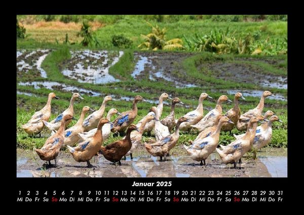 Produktbild: Enten 2025 Fotokalender DIN A3