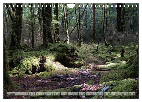 Produktbild: Prim&auml;rwald - Neuseeland (Wandkalender 2026 DIN A4 quer), CALVENDO Monatskalender
