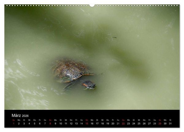 Produktbild: Wasserschildkr&ouml;ten (Wandkalender 2026 DIN A2 quer), CALVENDO Monatskalender
