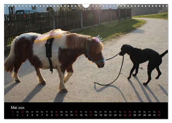 Produktbild: Der schwarze Hund und seine Freunde (Wandkalender 2026 DIN A3 quer), CALVENDO Monatskalender