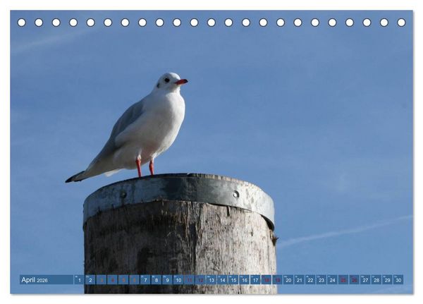 Produktbild: Maritimer K&uuml;stenzauber (Tischkalender 2026 DIN A5 quer), CALVENDO Monatskalender