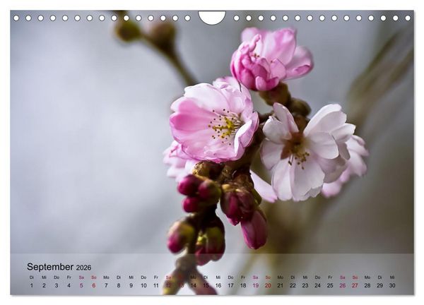 Produktbild: Bl&uuml;tenrausch - Mit Fr&uuml;hlingsgef&uuml;hlen durchs ganze Jahr (Wandkalender 2026 DIN A4 quer), CALVENDO Monatskalender