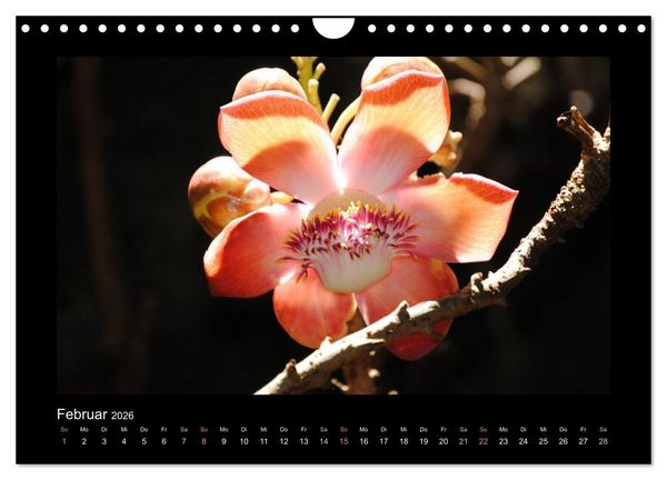 Produktbild: Aloha Bl&uuml;tenzauber aus Hawaii (Wandkalender 2026 DIN A4 quer), CALVENDO Monatskalender