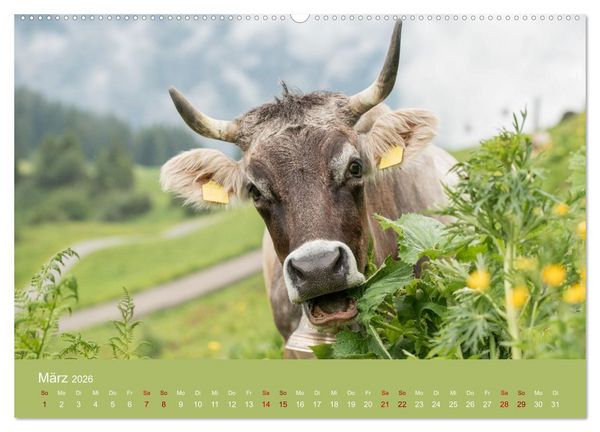 Produktbild: Allg&auml;uer Rindvieh 2026 (hochwertiger Premium Wandkalender 2026 DIN A2 quer), Kunstdruck in Hochglanz