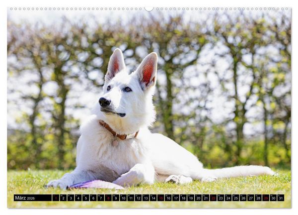 Produktbild: Berger Blanc Suisse - Weggef&auml;hrten auf 4 Pfoten (Wandkalender 2026 DIN A2 quer), CALVENDO Monatskalender