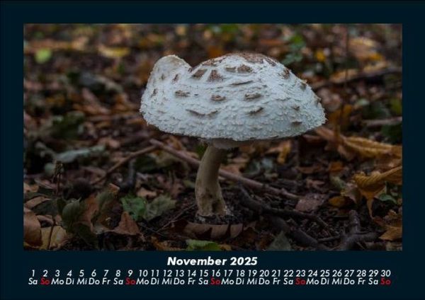 Produktbild: Pilzkalender 2025 Fotokalender DIN A5