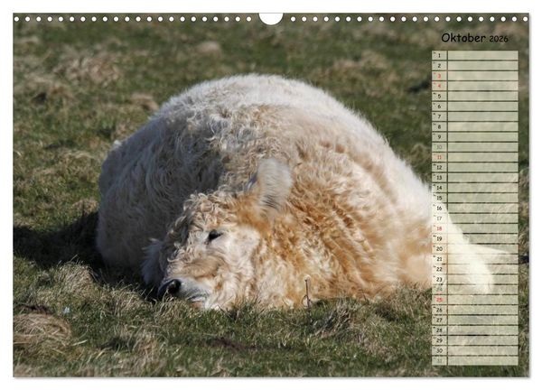 Produktbild: Gl&uuml;ckliche K&uuml;he (Wandkalender 2026 DIN A3 quer), CALVENDO Monatskalender
