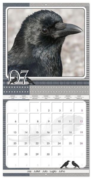 Produktbild: Saar, I: Crows. Portraits of Intelligence. Cleverly schedule