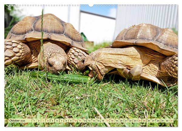 Produktbild: Herkules and Friends (hochwertiger Premium Wandkalender 2026 DIN A2 quer), Kunstdruck in Hochglanz
