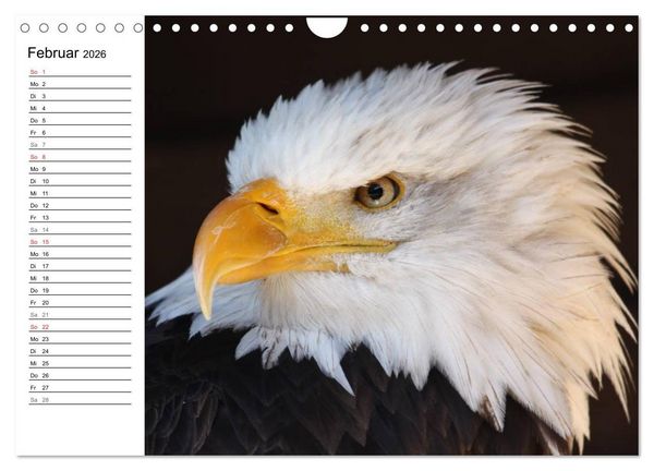 Produktbild: Der Wei&szlig;kopfseeadler (Wandkalender 2026 DIN A4 quer), CALVENDO Monatskalender
