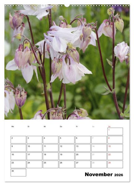 Produktbild: Zauberhafte Akeleien (hochwertiger Premium Wandkalender 2026 DIN A2 hoch), Kunstdruck in Hochglanz