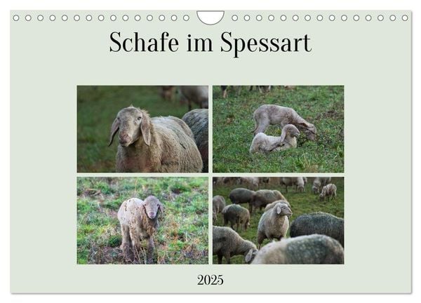 Schafe im Spessart (Wandkalender 2025 DIN A4 quer), CALVENDO Monatskalender