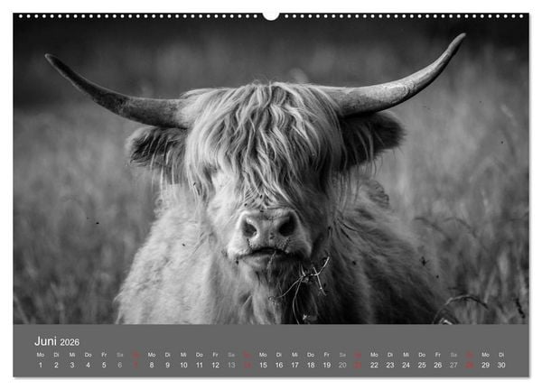 Produktbild: Tierische Augenblicke in Schwarz-Wei&szlig; (Wandkalender 2026 DIN A2 quer), CALVENDO Monatskalender