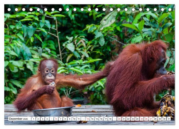 Produktbild: Orang Utans von Borneo Tierkalender 2026 (Tischkalender 2026 DIN A5 quer), CALVENDO Monatskalender