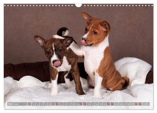 Produktbild: Basenji-Sch&ouml;nheiten (Wandkalender 2026 DIN A3 quer), CALVENDO Monatskalender