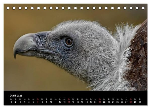 Produktbild: Raubv&ouml;gel zum Greifen nahe (Tischkalender 2026 DIN A5 quer), CALVENDO Monatskalender