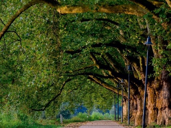 Produktbild: Pappelallee auf der Parkinsel (Puzzle)