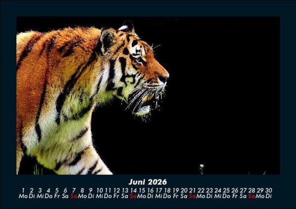 Produktbild: Tiger 2026 Fotokalender DIN A5