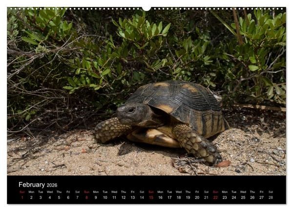 Produktbild: European Tortoises / UK-Version (High Quality Premium Wall Calendar 2026 DIN A2 landscape),CALVENDO 12 Month Wall Calendar