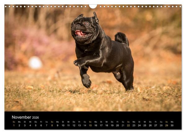 Produktbild: Diesel, der schwarze Mops (Wandkalender 2026 DIN A3 quer), CALVENDO Monatskalender