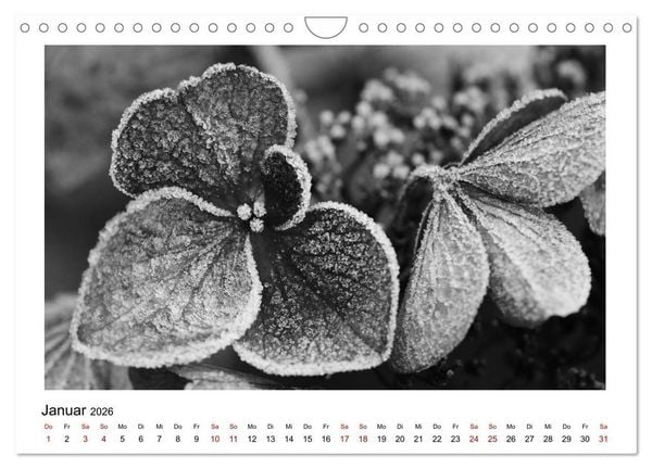 Produktbild: Die grafische Sch&ouml;nheit der Pflanzen &ndash; Schwarz-Wei&szlig; (Wandkalender 2026 DIN A4 quer), CALVENDO Monatskalender