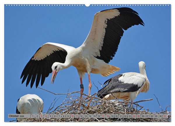 Produktbild: Zu Gast bei Familie Storch (hochwertiger Premium Wandkalender 2026 DIN A2 quer), Kunstdruck in Hochglanz