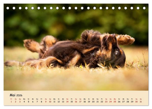 Produktbild: Elvis ein Engl. Cocker Spaniel wird Gro&szlig; (Tischkalender 2026 DIN A5 quer), CALVENDO Monatskalender