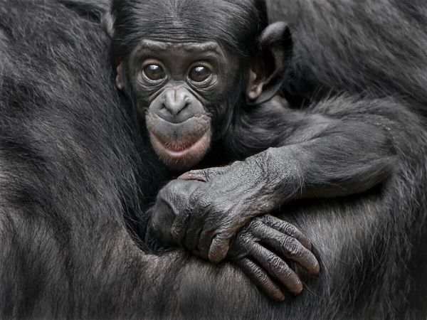 Produktbild: CALVENDO Puzzle Bonobo XEKELE | 1000 Teile Lege-Gr&ouml;&szlig;e 64x48cm Foto-Puzzle f&uuml;r gl&uuml;ckliche Stunden