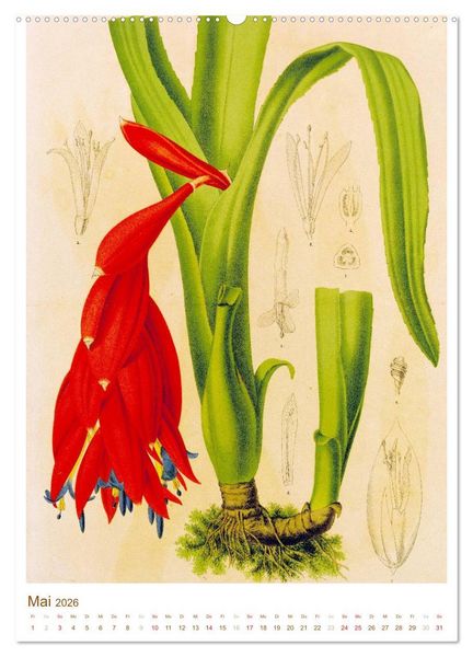 Produktbild: Bl&uuml;ten: Zeichnungen und Stiche aus dem 19. Jahrhundert (hochwertiger Premium Wandkalender 2026 DIN A2 hoch), Kunstdruck in Hochglanz