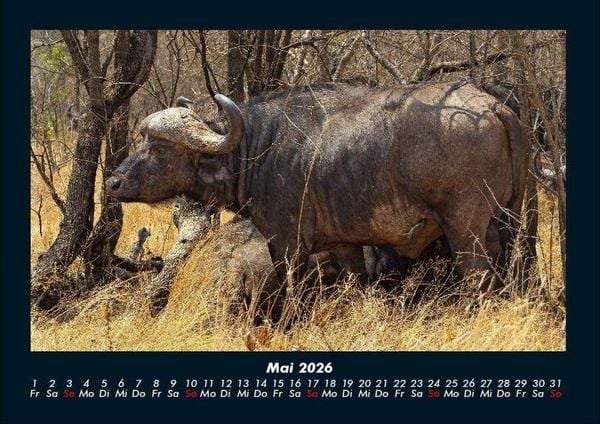 Produktbild: Tiere in der Wildnis 2026 Fotokalender DIN A4
