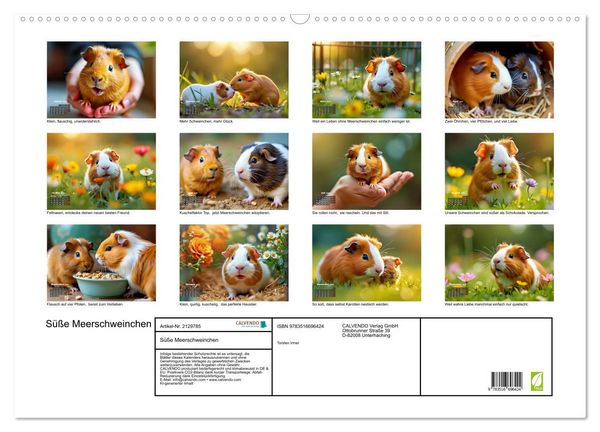 Produktbild: S&uuml;&szlig;e Meerschweinchen (Wandkalender 2026 DIN A2 quer), CALVENDO Monatskalender