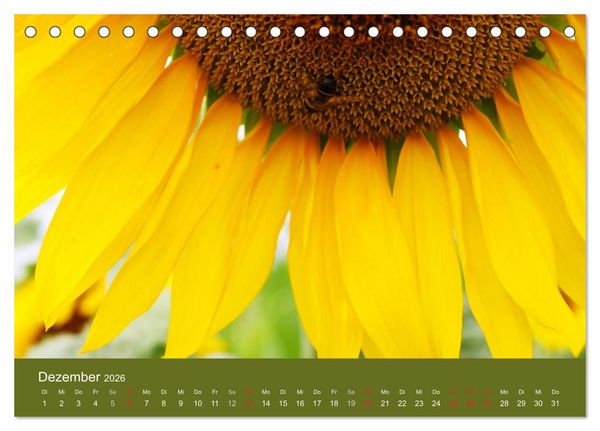 Produktbild: Sonnenblumen - die Blumen der Lebensfreude (Tischkalender 2026 DIN A5 quer), CALVENDO Monatskalender